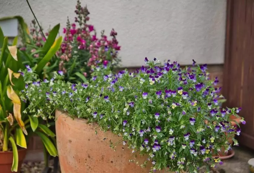 Aamiaismajoitus (B&B) Old Orchard