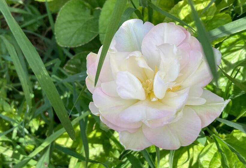 ベッドアンドブレックファースト Casa Dormiveglia