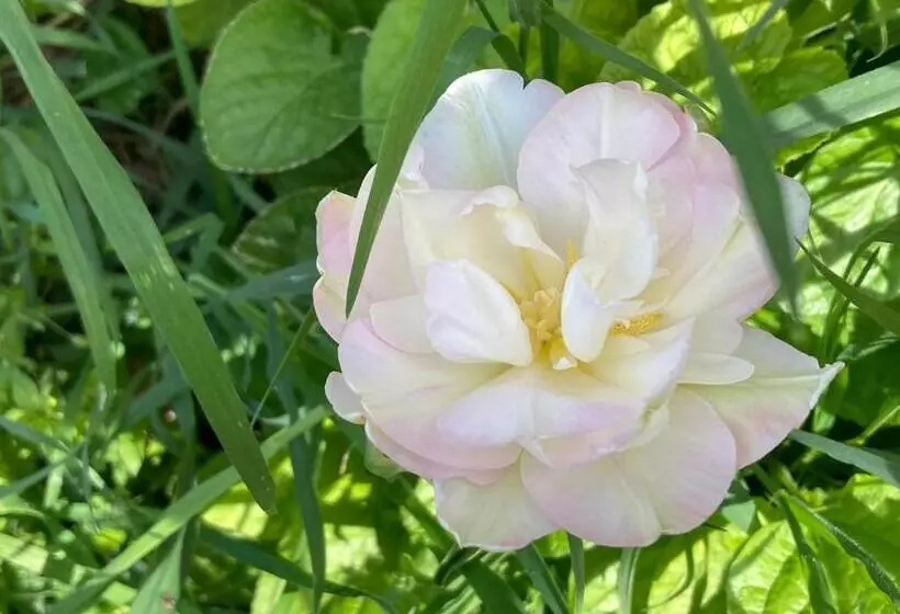 Aamiaismajoitus (B&B) Casa Dormiveglia