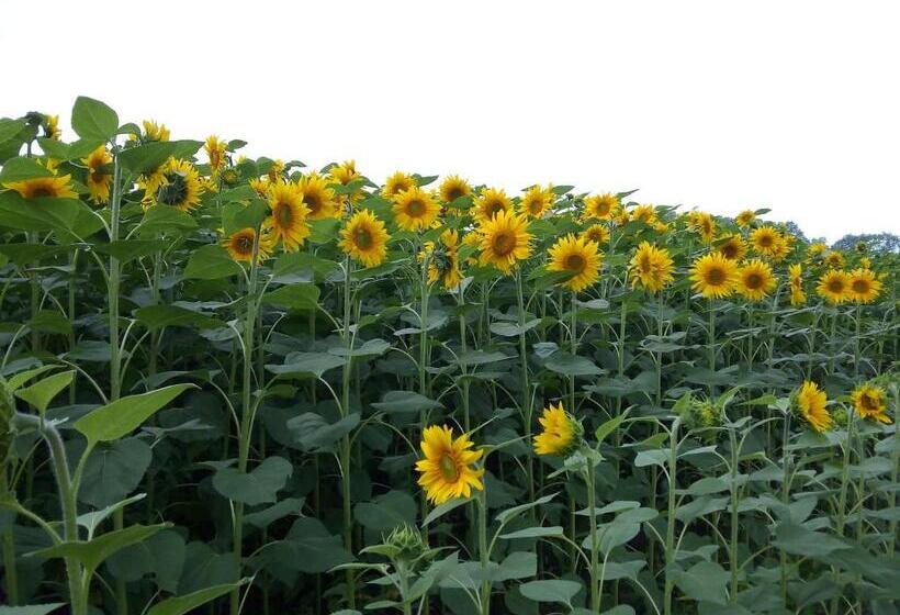 ベッドアンドブレックファースト Chambre Chez Sylvie