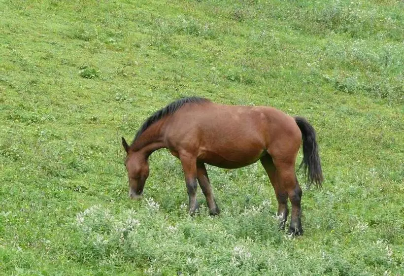 Aamiaismajoitus (B&B) Chambre Chez Sylvie