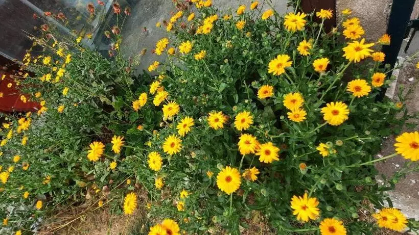 Aamiaismajoitus (B&B) Chambres D Hôtes Au Pays Des Etangs