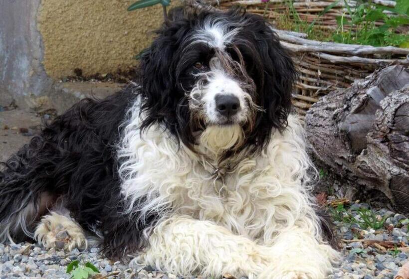 تختخواب و صبحانه Infocus Du Sud