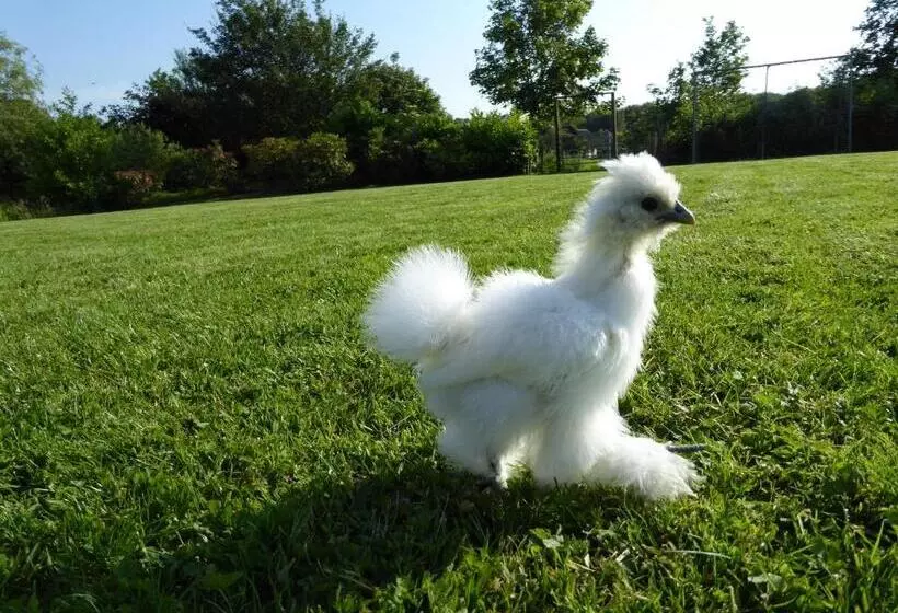 ベッドアンドブレックファースト Logeren Bij De Ruimte