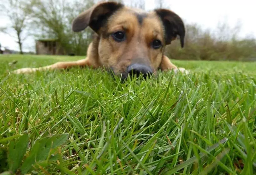 ベッドアンドブレックファースト Logeren Bij De Ruimte