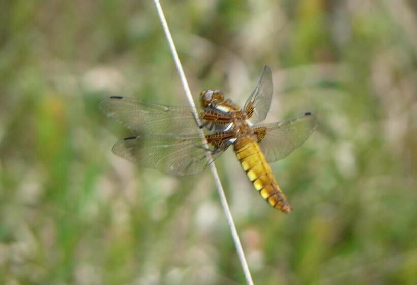 مبيت وإفطار Stichting Veenloopcentrum Weiteveen