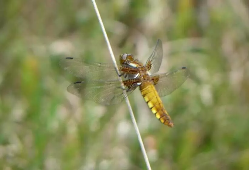 ベッドアンドブレックファースト Stichting Veenloopcentrum Weiteveen