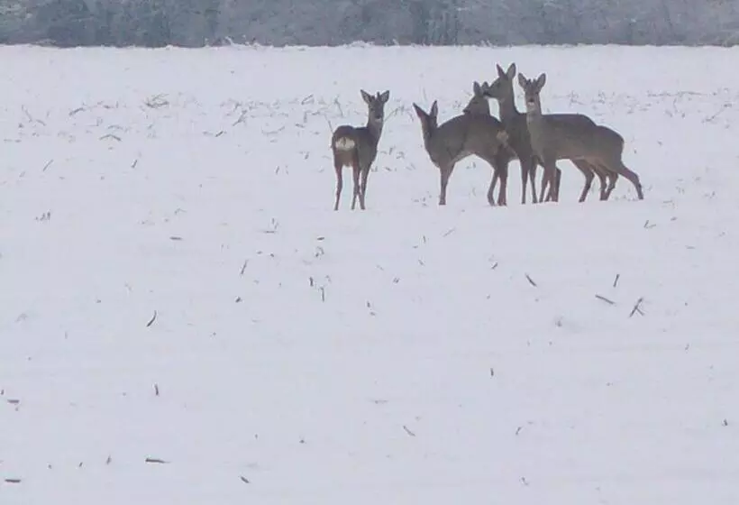 ベッドアンドブレックファースト Stichting Veenloopcentrum Weiteveen