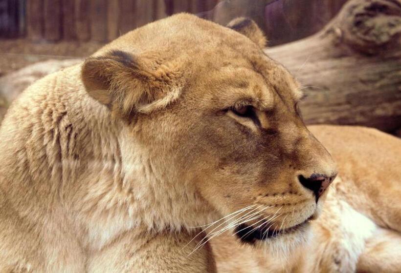 ペンション Penzión Melódia