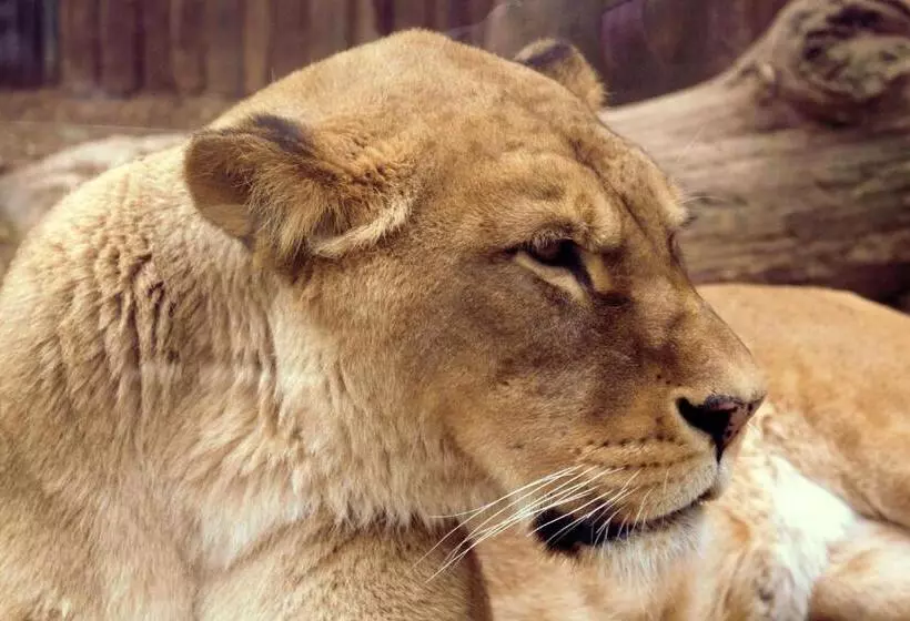 ペンション Penzión Melódia