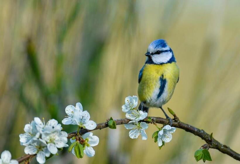 住宿加早餐 Le Verger De La Linotte