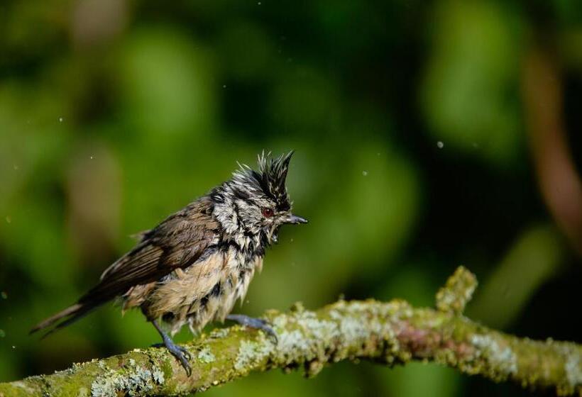 住宿加早餐 Le Verger De La Linotte