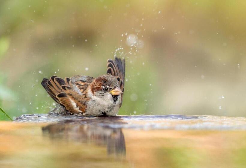 住宿加早餐 Le Verger De La Linotte