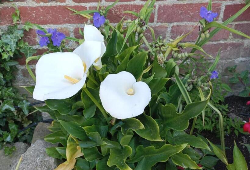 Bed and Breakfast Les Muches