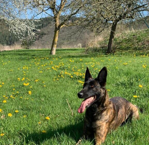 פנסיון Sabine’s Gästehaus