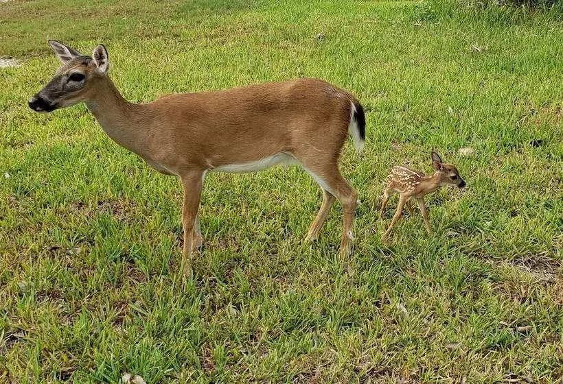 Hotelli Old Wooden Bridge Resort & Marina