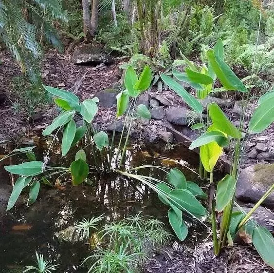 ベッドアンドブレックファースト Hunchy Hideaway