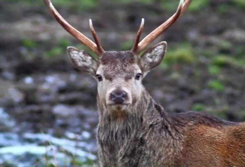 Hotel Ardlogie Guest House