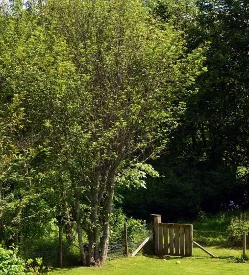 Hotel Ardlogie Guest House