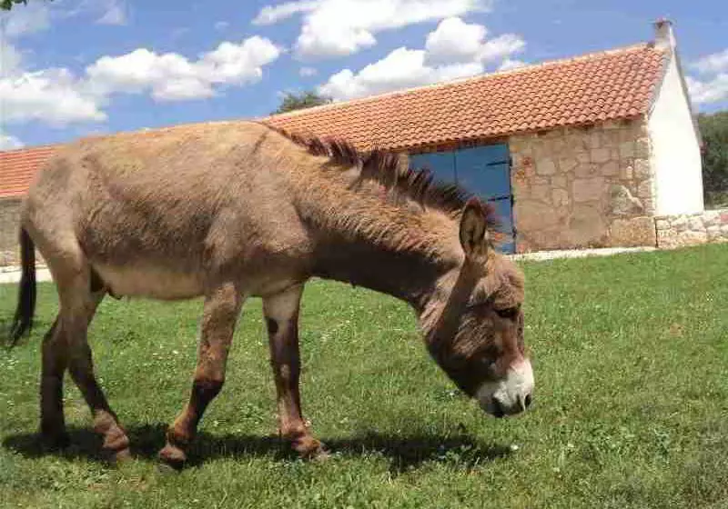 هتل روستایی Country House Marića Gaj