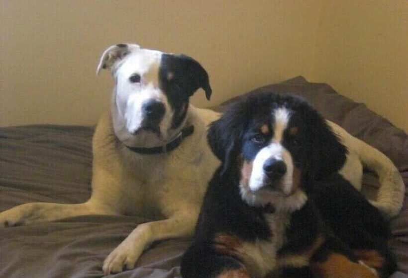 فندق على الطريق Clark Fork Lodge