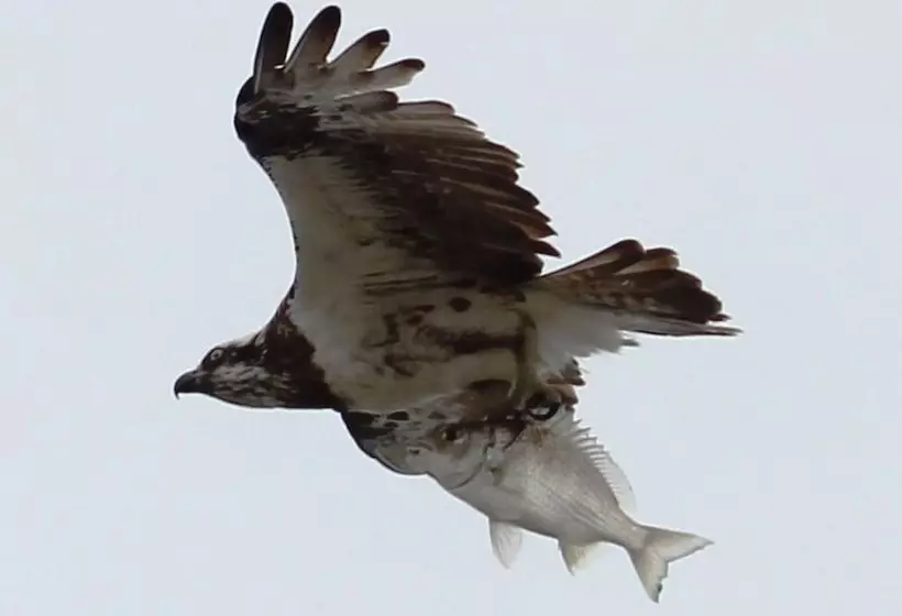 Riviere On Golden Beach