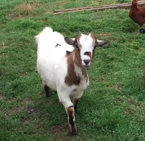 Aamiaismajoitus (B&B) Au Mas Retz De Jade