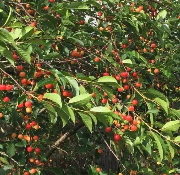 Aamiaismajoitus (B&B) Au Mas Retz De Jade