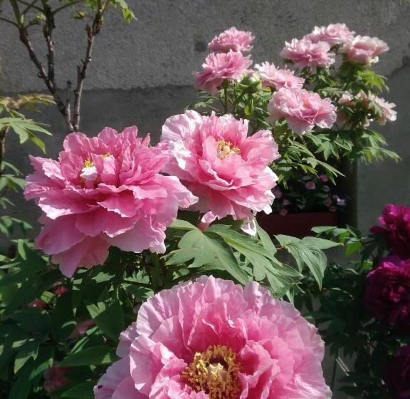 住宿加早餐  La Pie Qui Chante