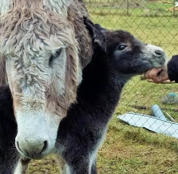 ベッドアンドブレックファースト Terroir De Familles