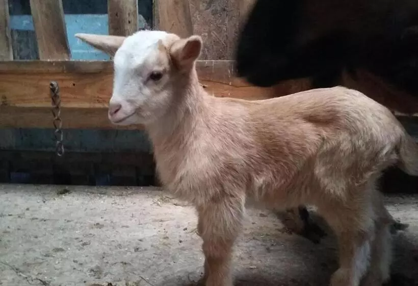 ベッドアンドブレックファースト Terroir De Familles