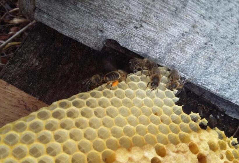 Bed and Breakfast Terroir De Familles