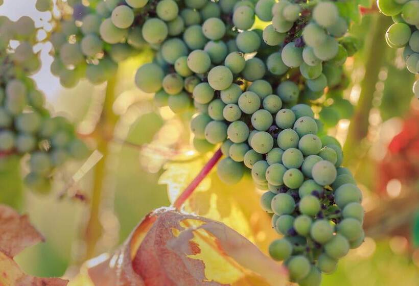 酒店 Allegretto Vineyard Resort Paso Robles