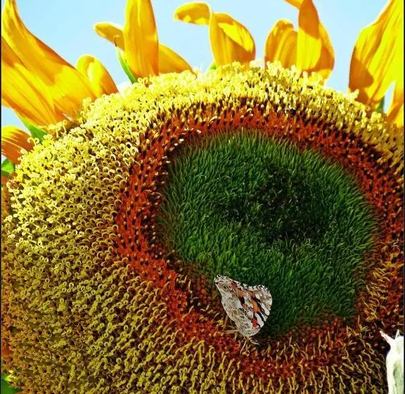 هتل Kalathos Sun
