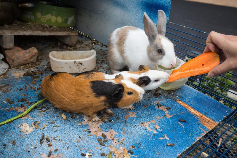 هتل Hermit Crabs B&b