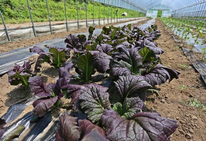 Hôtel Yangpyeong Haneulbit Pension