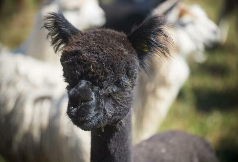 酒店 Hacjenda Alpaka Mini Zoo