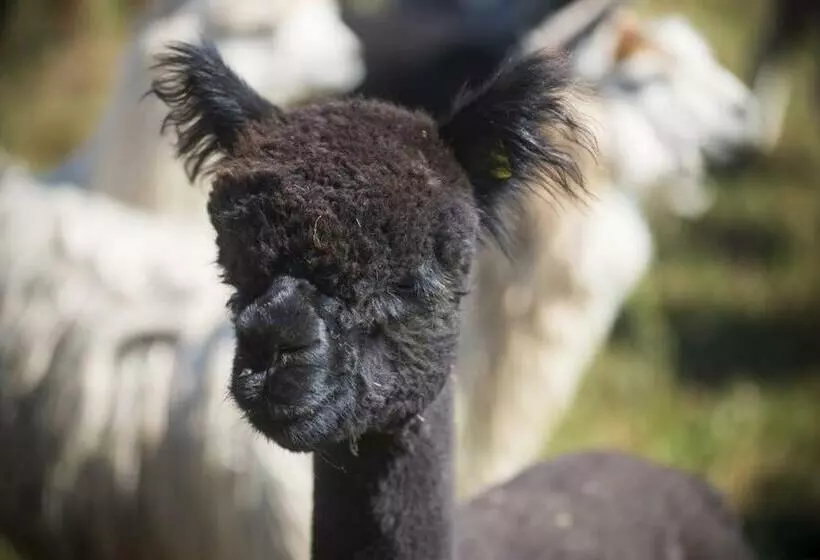 ホテル Hacjenda Alpaka Mini Zoo