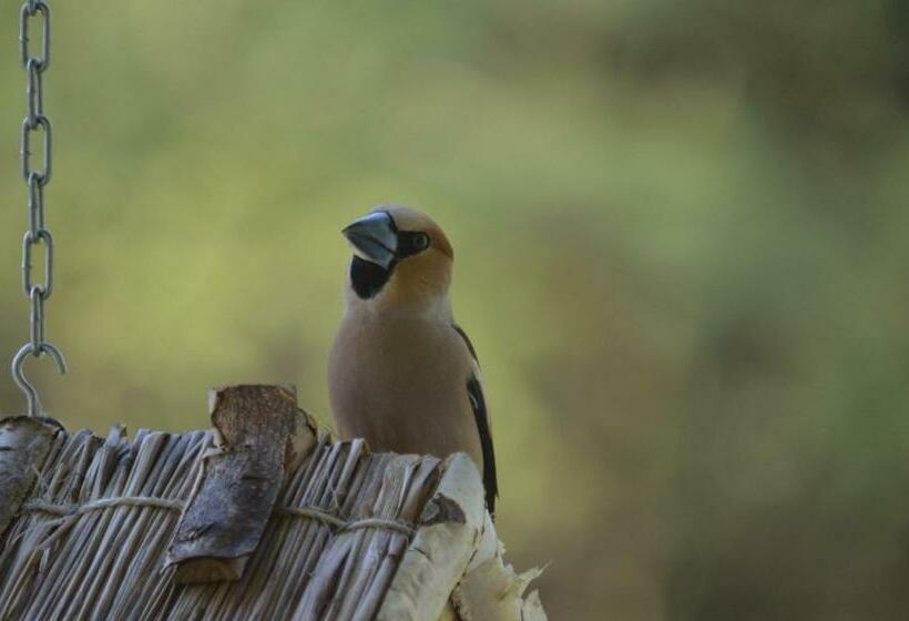 Пансион Willa Na Pstrążnicy