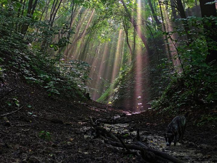 مبيت وإفطار Spichlerz Pierwszy Spa & Wellness