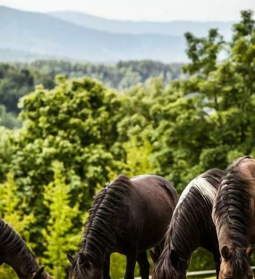 ホテル Rancho Pcim