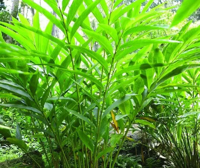 Hôtel Ambady Estate