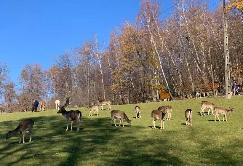 Aamiaismajoitus (B&B) Siedem życzeń