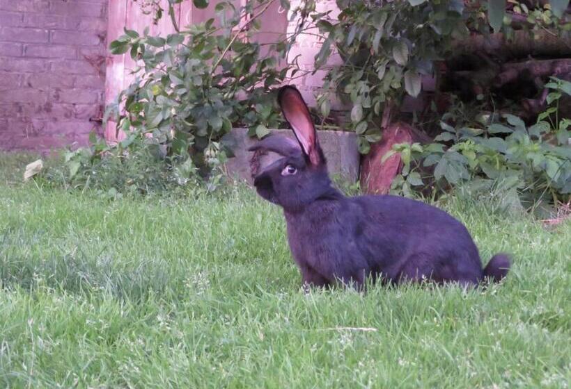 בית מלון כפרי Agroturystyka Agnieszki Murszewskiej