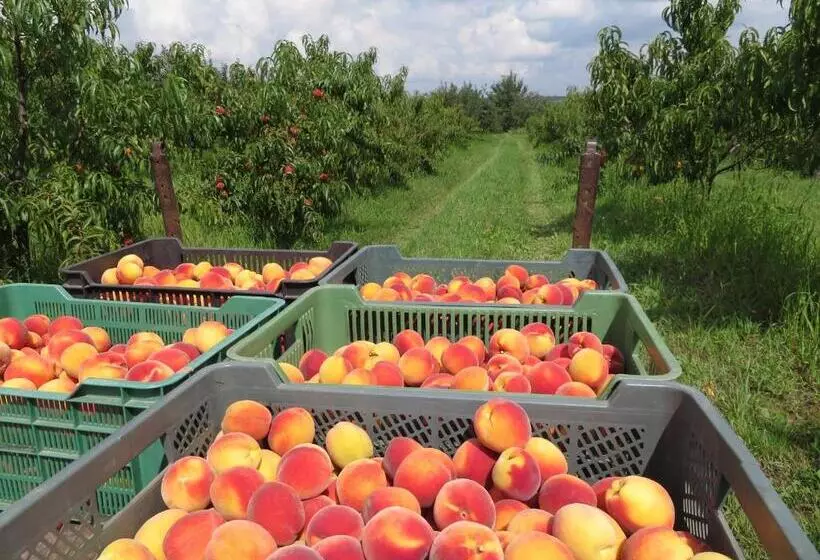 هتل Agroturystyka Agnieszki Murszewskiej