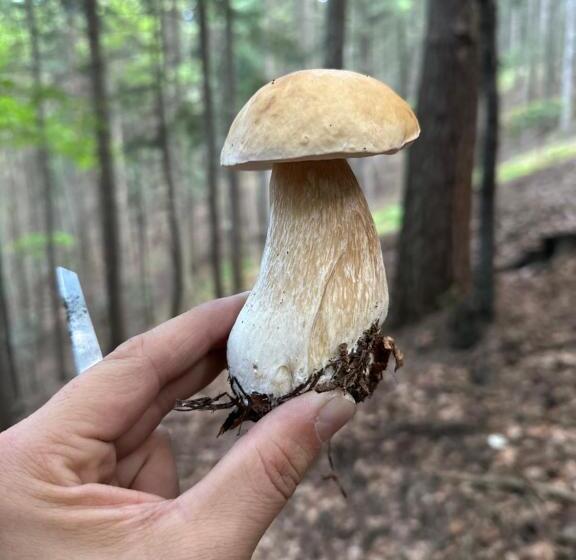 ペンション Dom Wypoczynkowy Pod Polanką