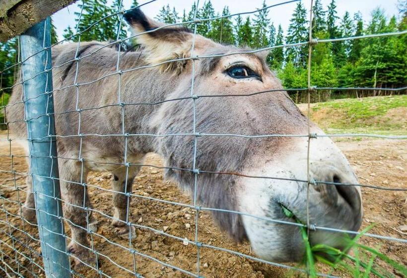 渡假胜地 Kompleks Zagroń Istebna