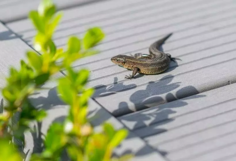 Aamiaismajoitus (B&B) Villa Sanibel