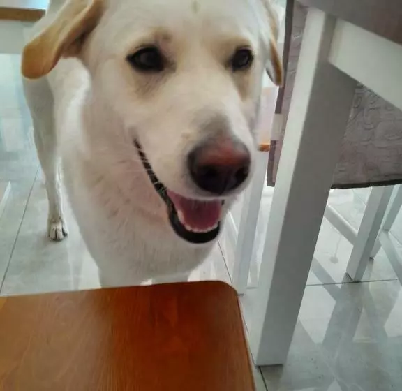 Aamiaismajoitus (B&B) Willa Sunrise