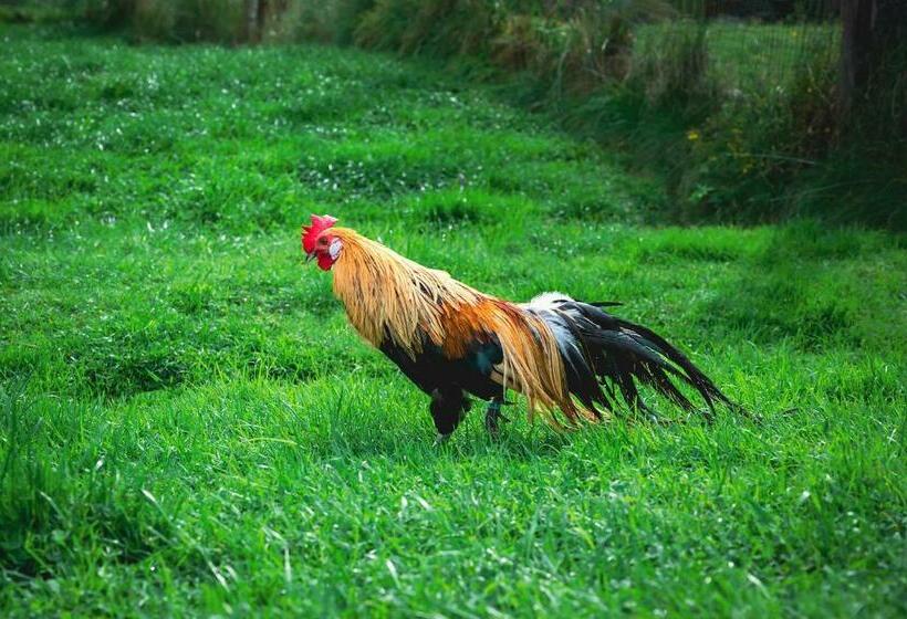 فندق Zajazd Chyżne